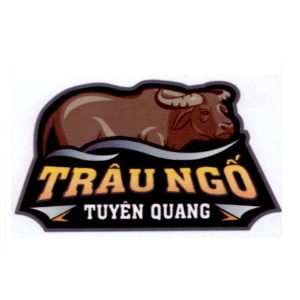Trâu ngố Tuyên Quang