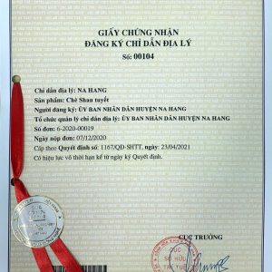 Chè Shan tuyết Na Hang